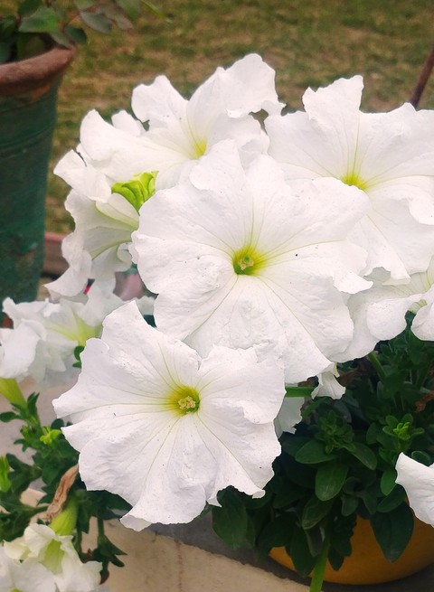 flowers