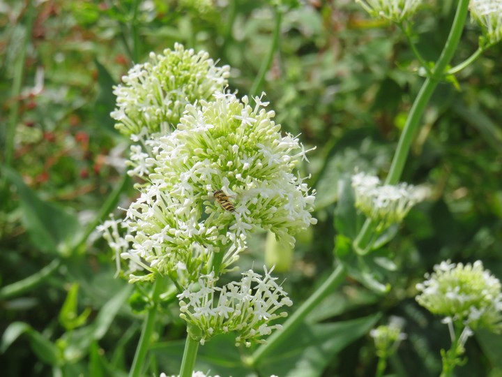 White and green