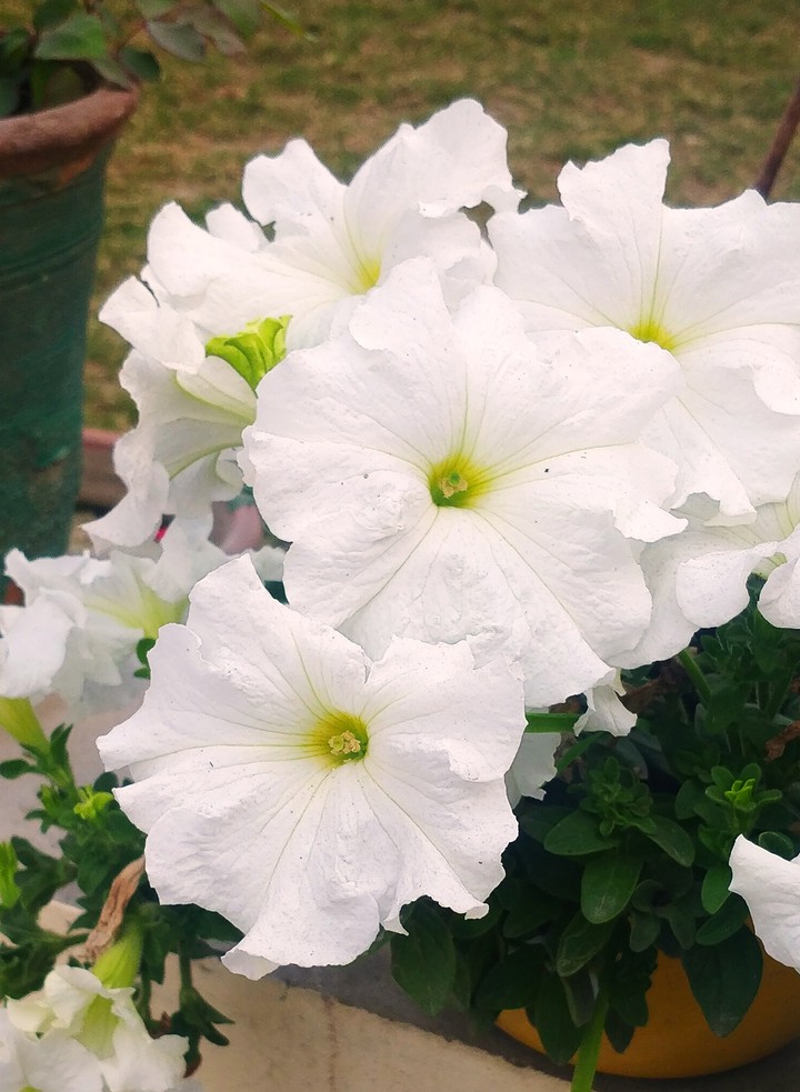 flowers