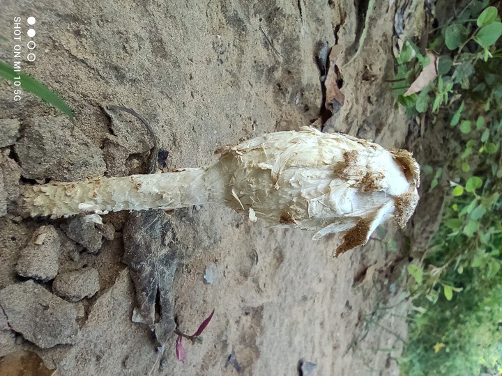 mashroom