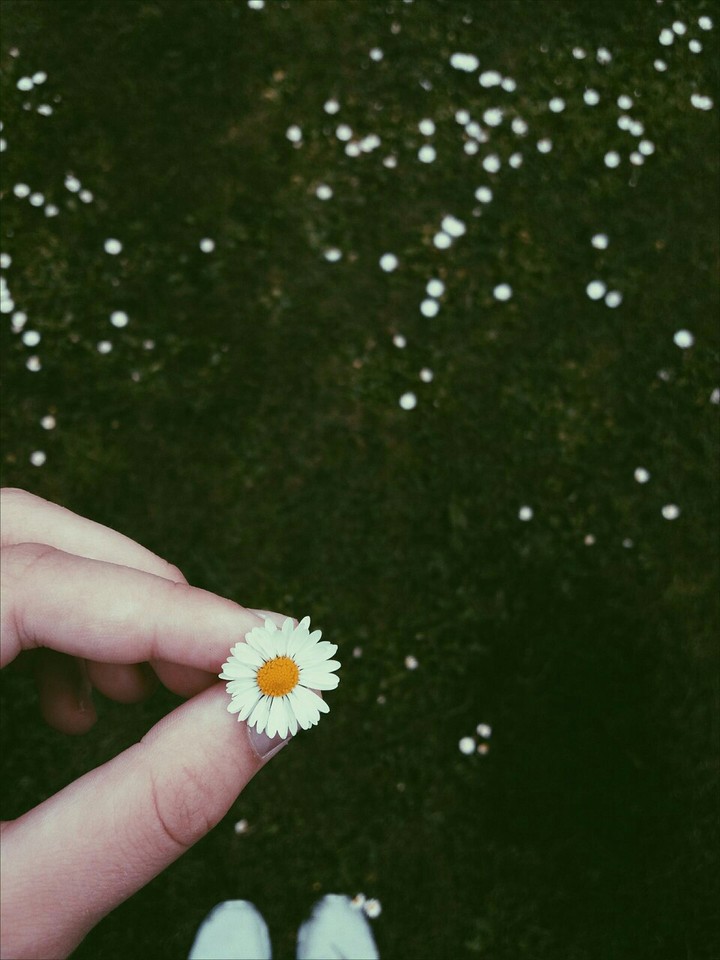 flower/papatya