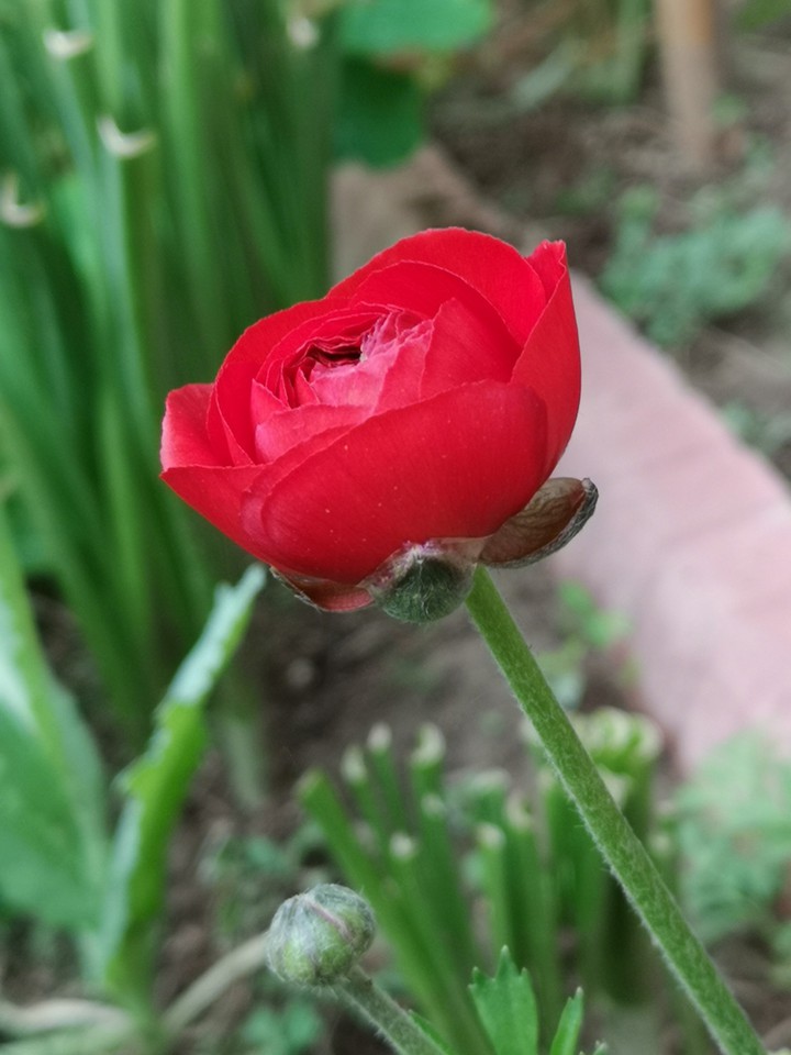 flower