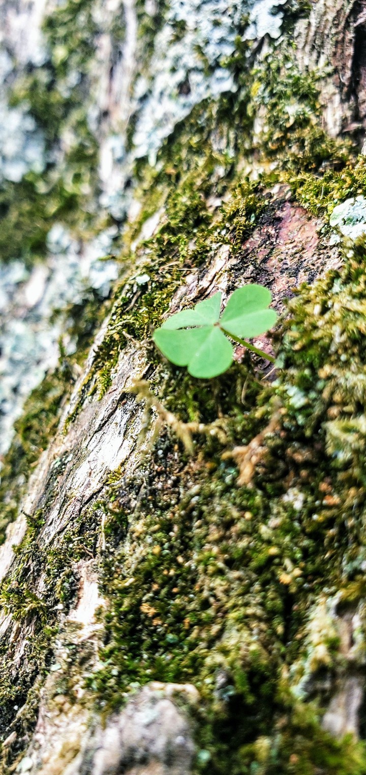 clover