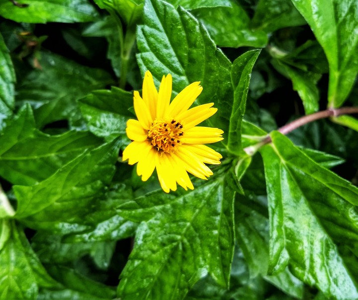 flower