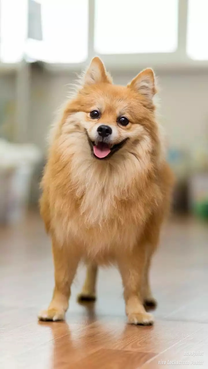 cute pet