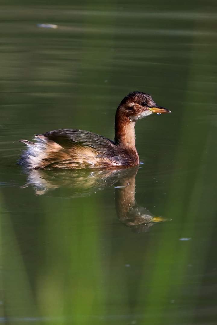 Duck
