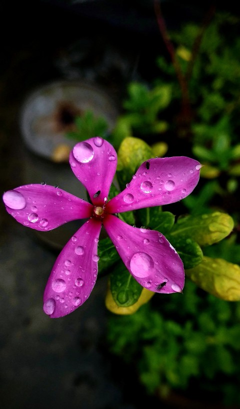 Raindrops