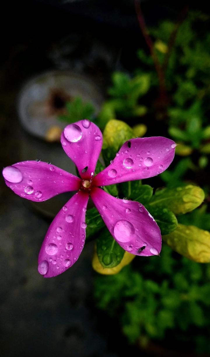 Raindrops