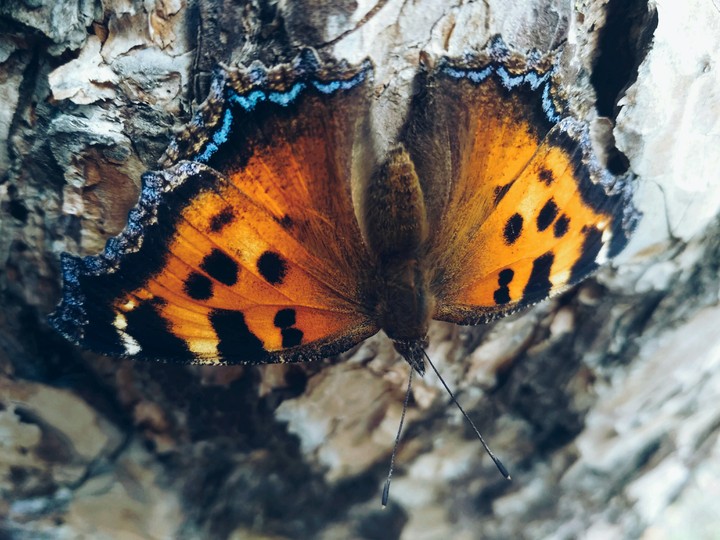 butterfly