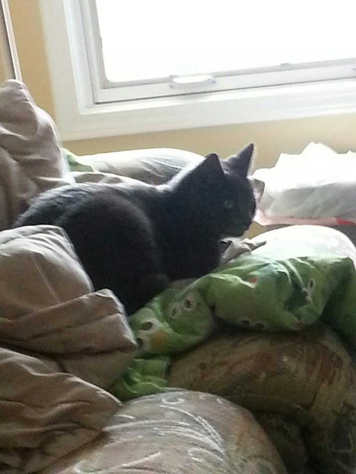 kitty