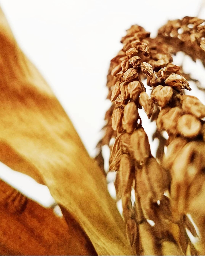 dried corn