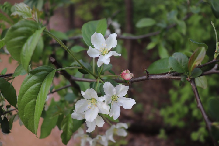 숲