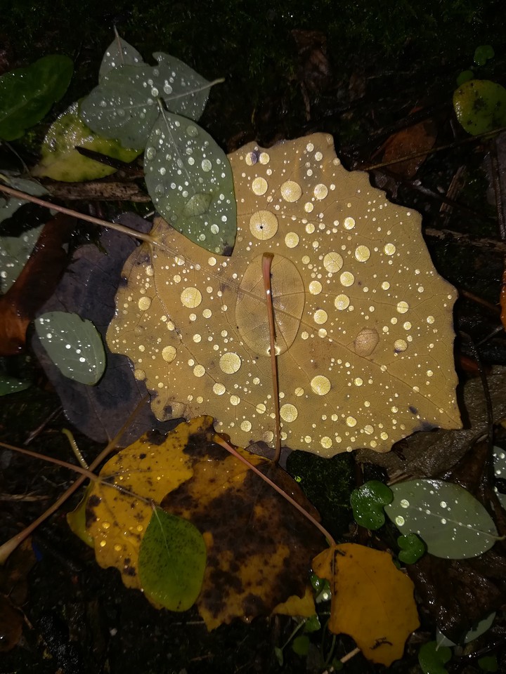 raindrops