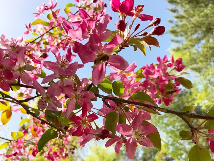 flowers