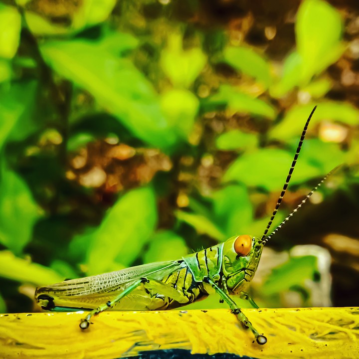 Grasshopper