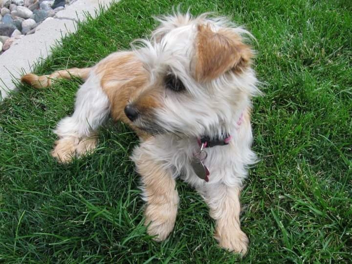 puppy