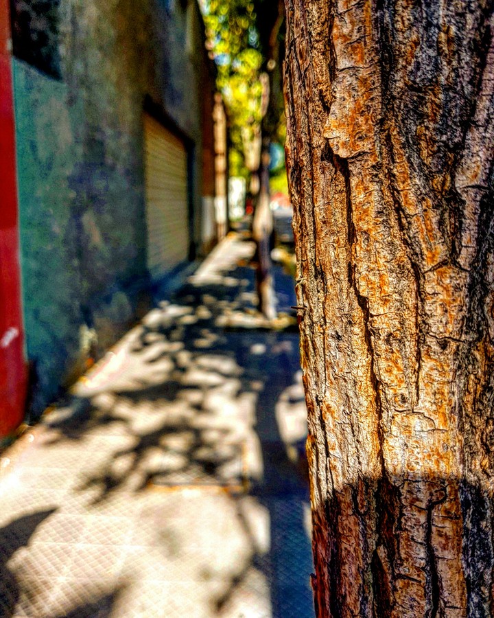 trees