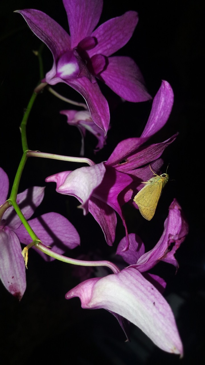night butterfly