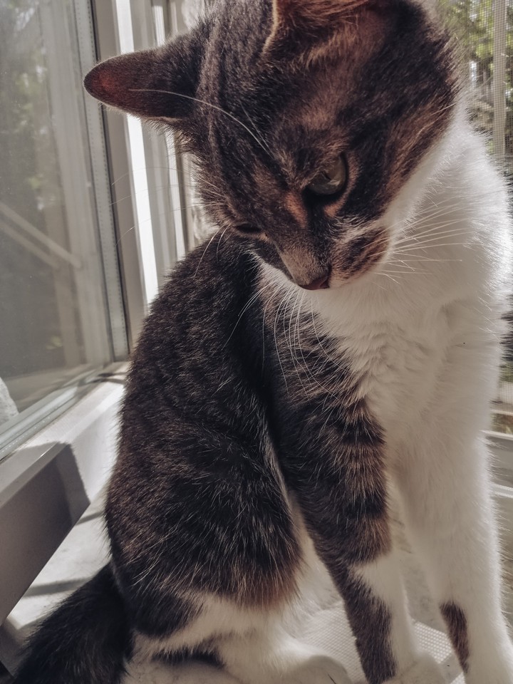 Злая кошка