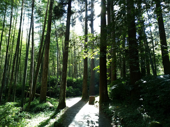 trees  in Xitou