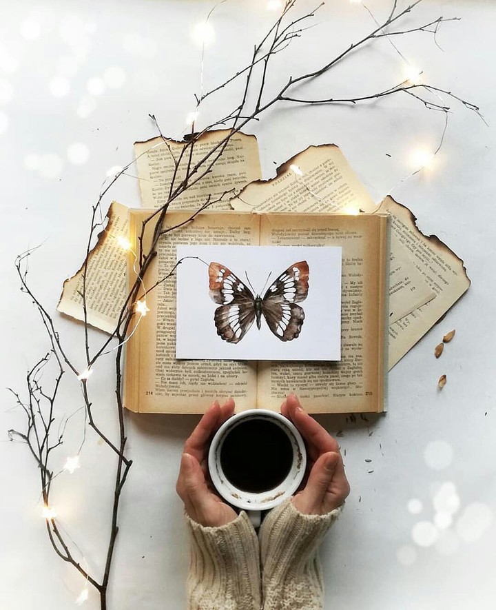 Butterfly