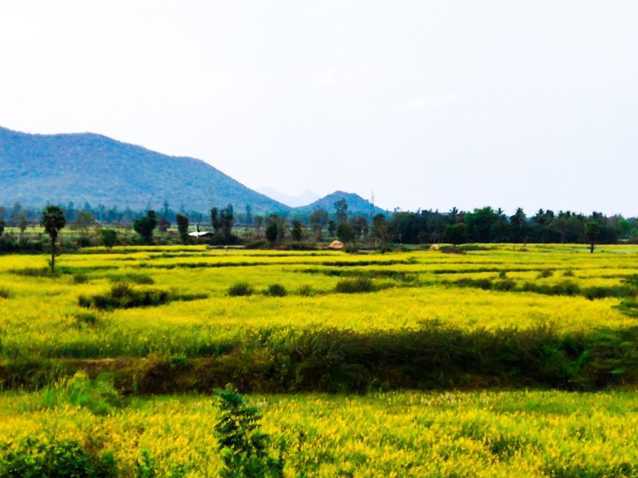greenary
