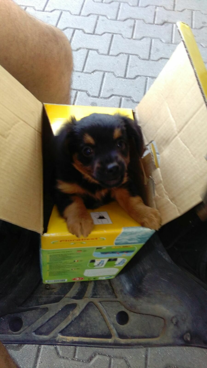 PUPPY!