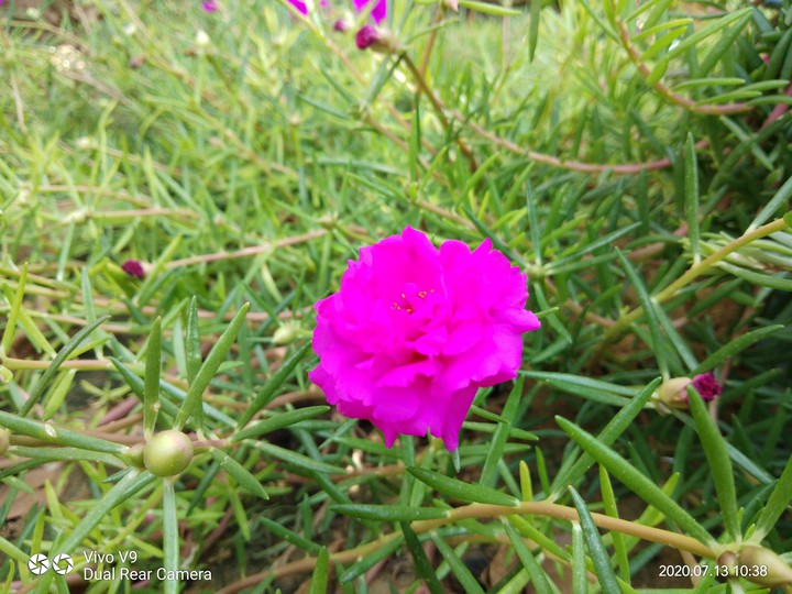 flower
