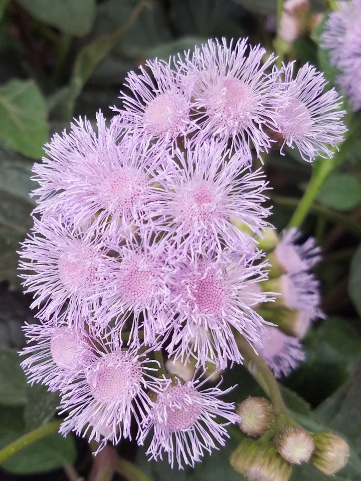 Purple flowers