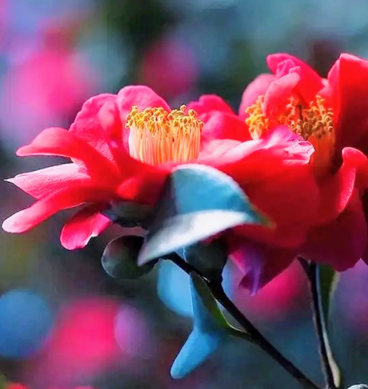 Camellia
