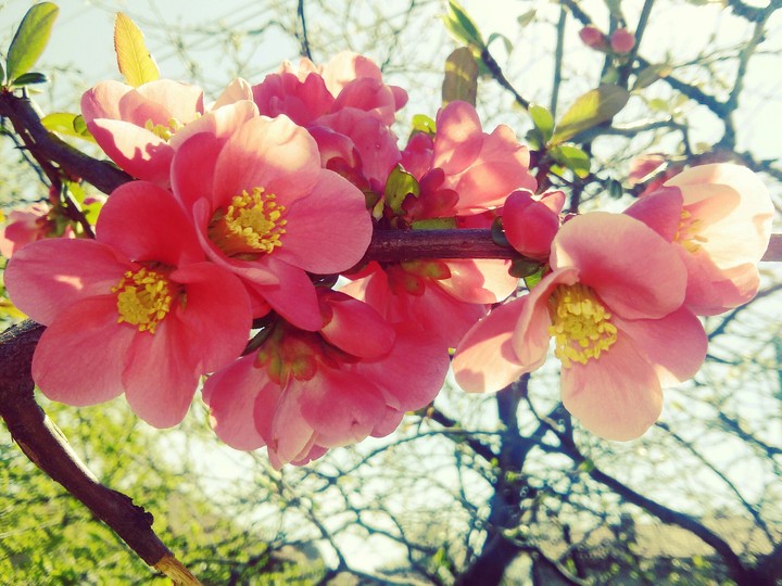 spring