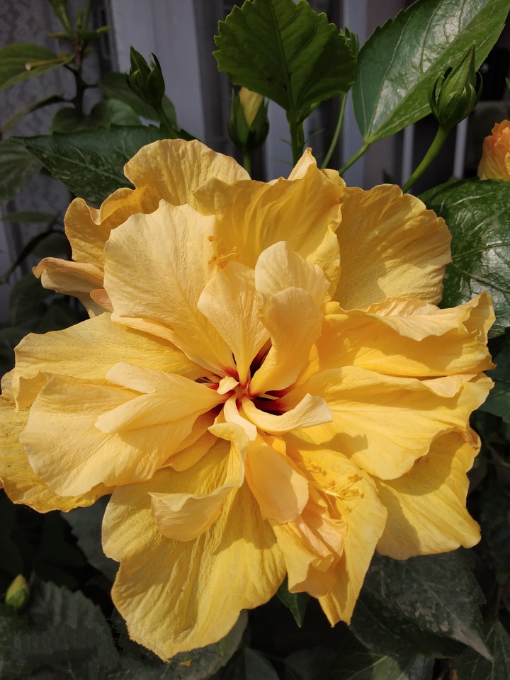 Hibiscus