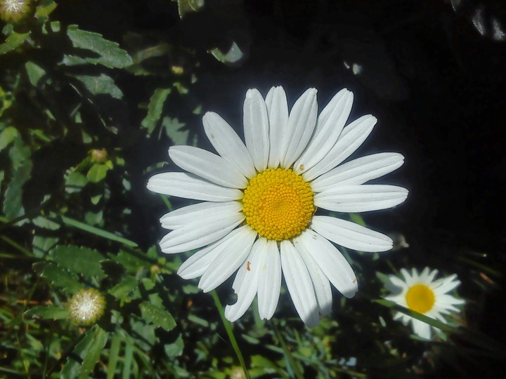 Flowers
