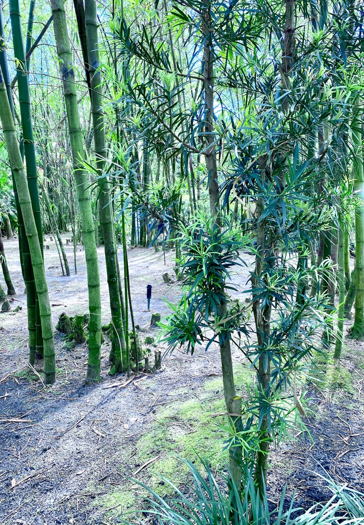 bamboo trees