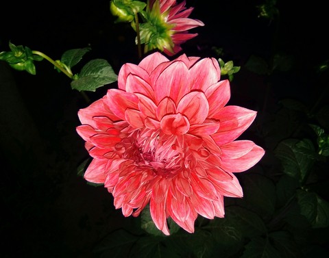 Dahlia....❤