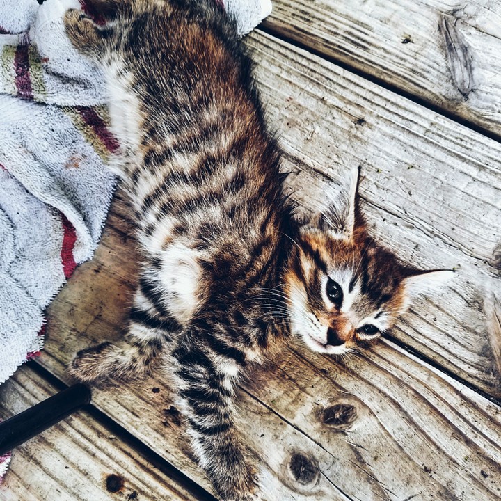 kitty
