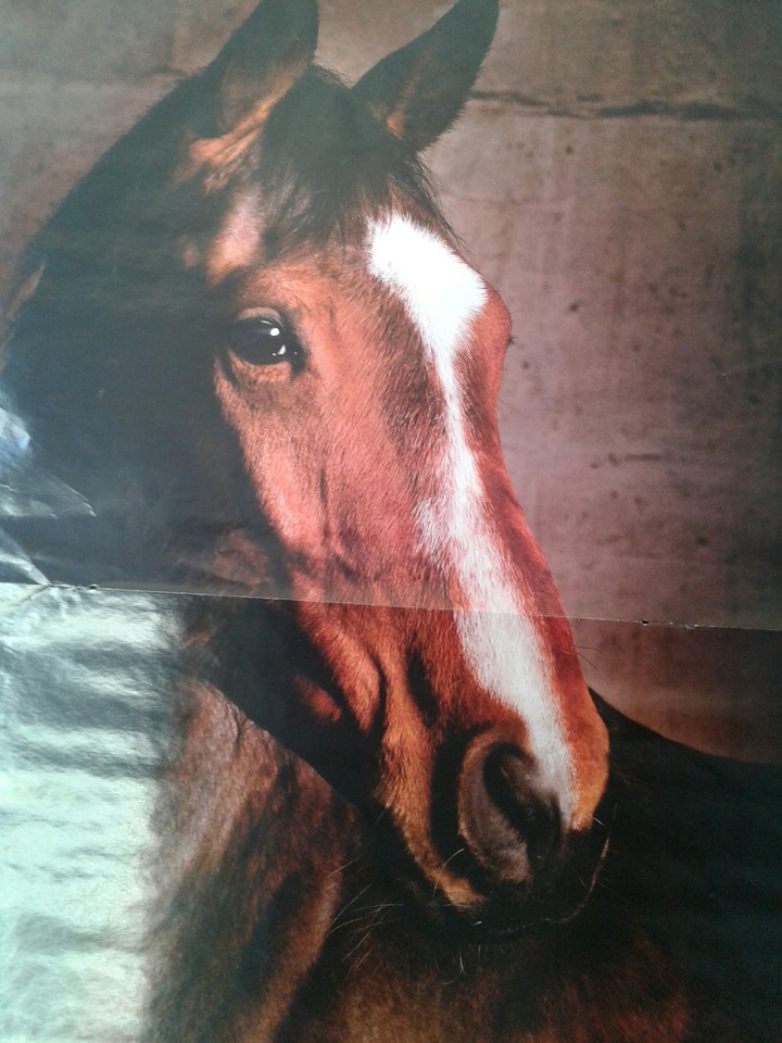 beauty-horse
