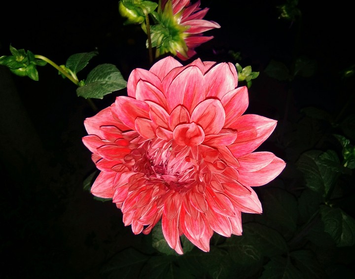 Dahlia....❤