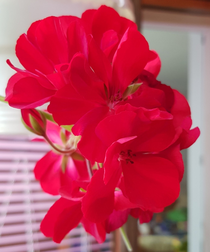 Pelargonium
