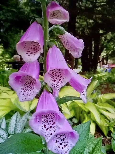 bellflowers, foxgloves wallpapers
