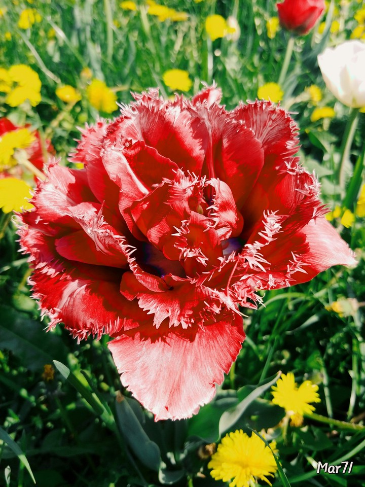 tulip