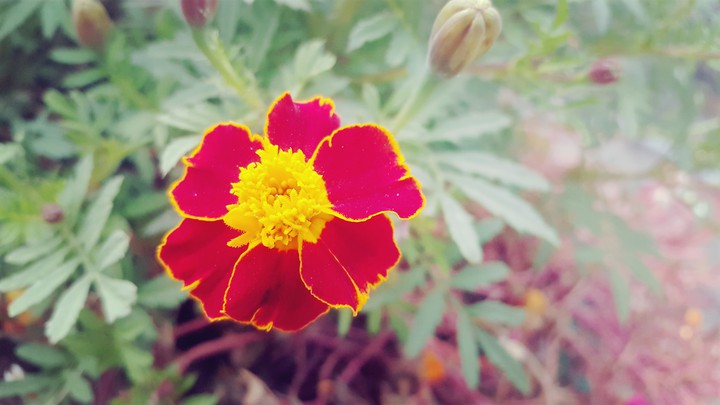 flower
