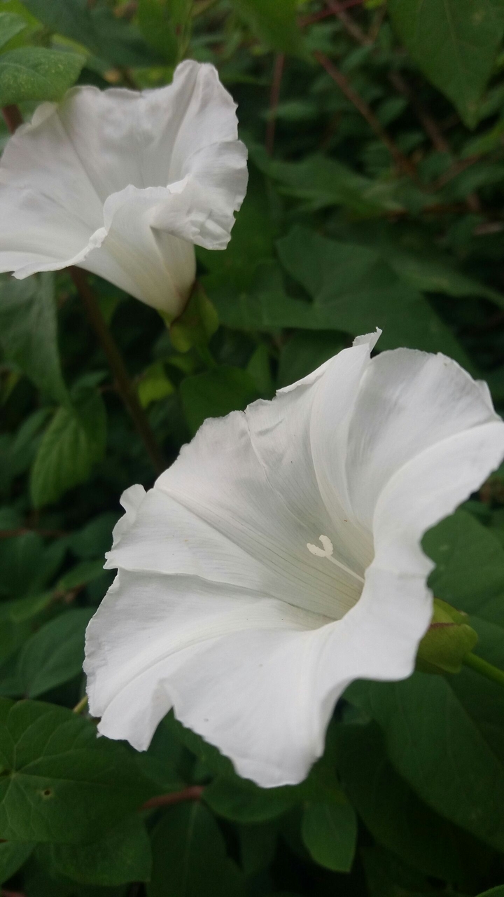 white flowers