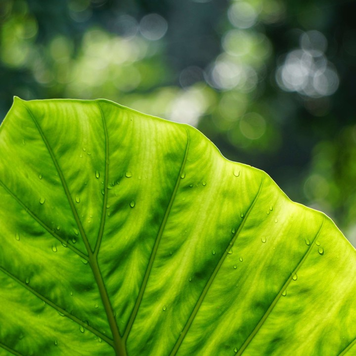Green leaf