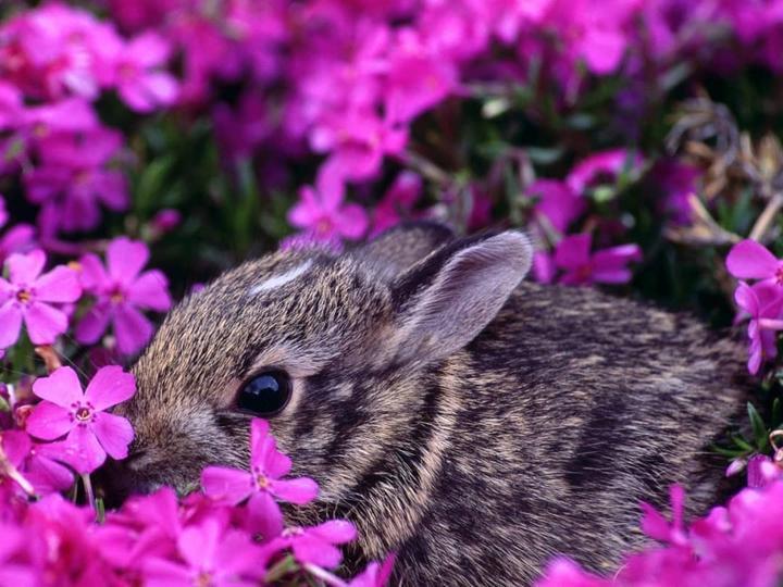 rabbit