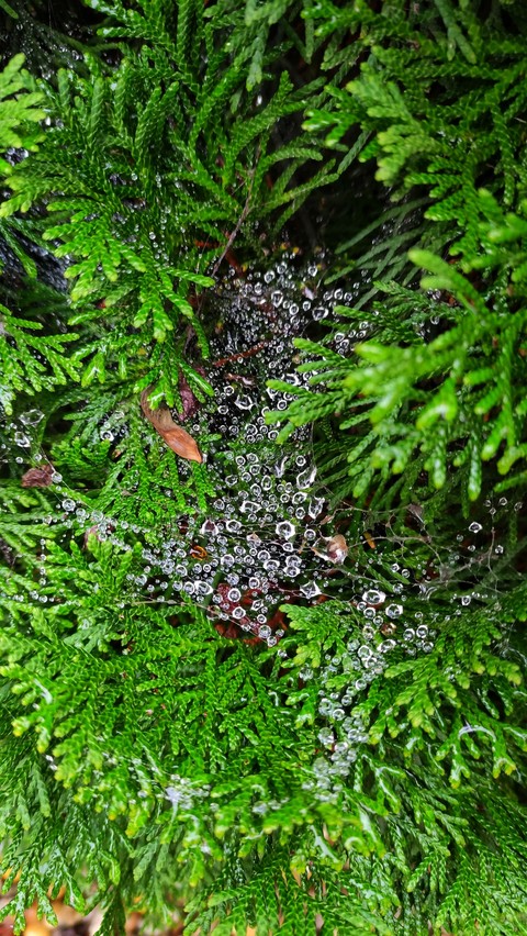 plant, flower achtergronden