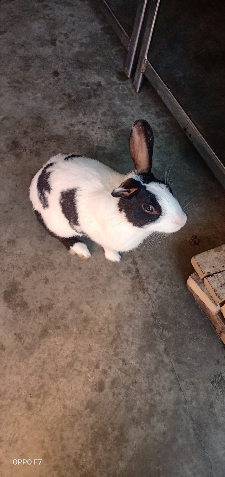 Rabbit