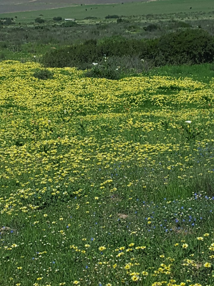 Yellow fields