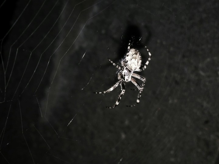Shadowy web