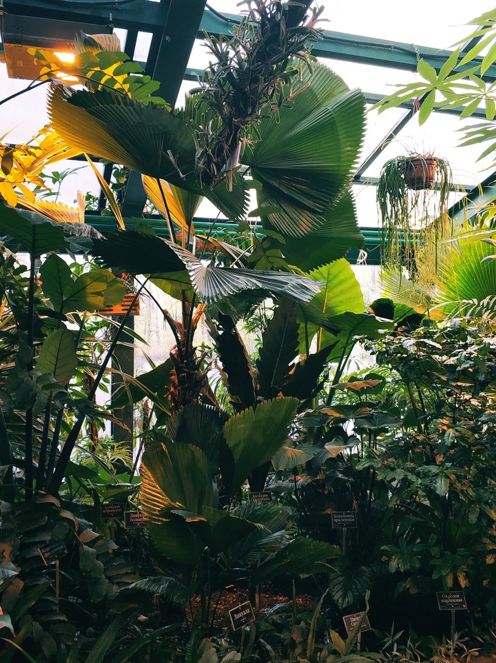A little forest in Moscow?